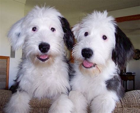 Such Good Dogs Breed Of The Month Old English Sheepdog