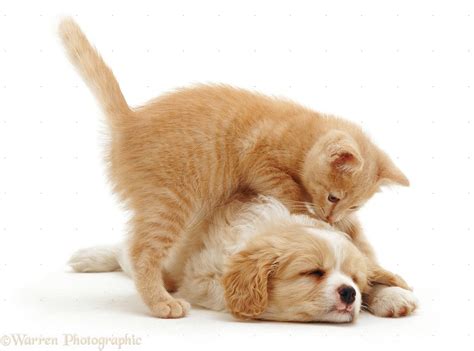 Cute Kittens And Puppies Sleeping Together 1330×986