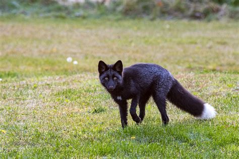 Black Red Fox Just Love This Fox In This Photo She Sto Flickr