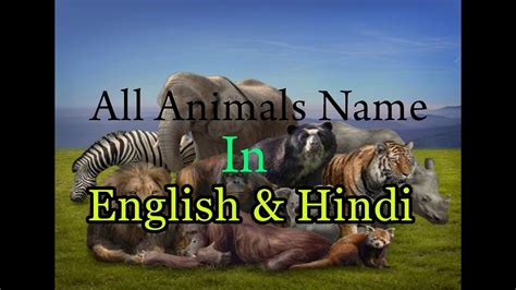 Learn animal names in english through pictures. All Animals Name In English & Hindi | - YouTube