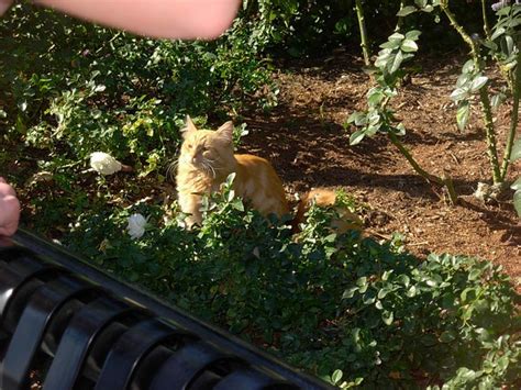 Disneylands Feral Cats Kittens Whiskers