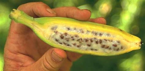 Natural Bananas Contain Seeds Inside Of Them Factzpedia