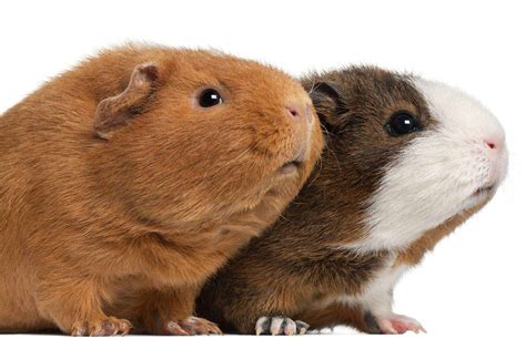 Introduction To Guinea Pig Species