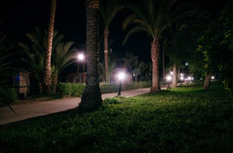 Night View Walkway With Tropical Palm Trees In The Light Of The Lantern