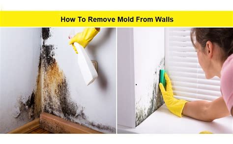 How To Remove Mold From Wall Best Methods