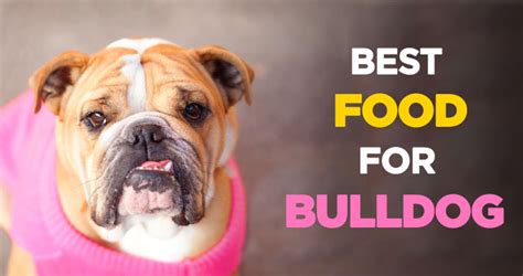 Best Dog Food For Bulldogs A Guide To Bulldog Nutrition And Health
