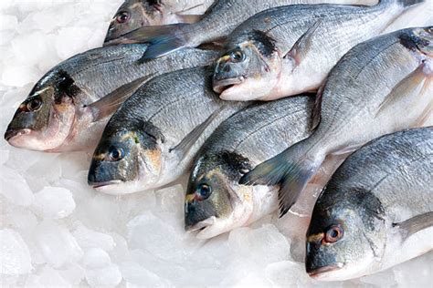Fresh And Frozen Fish Fish Sources