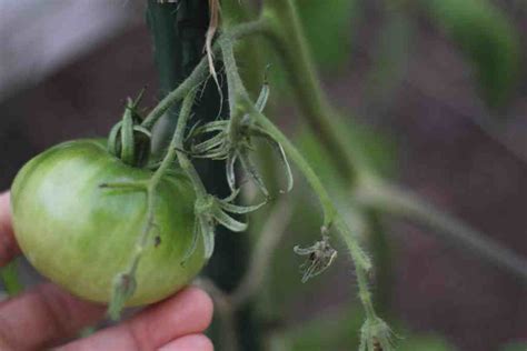 Prune Tomato Plants Like A Pro The Kitchen Garten