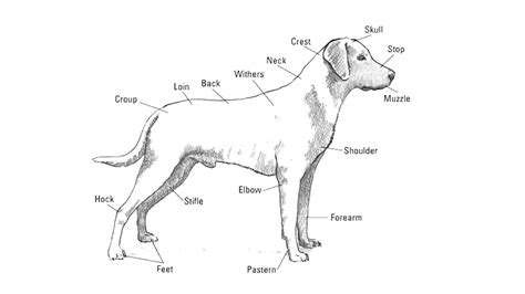 The Common External Features Of A Labradors Body In 2021 Labrador