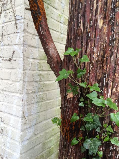 Fungus On Two Red Cedar Trees What To Do Ask Extension