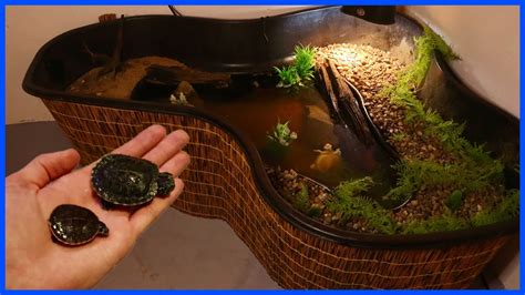 My New Indoor Turtle Pond Setup Youtube
