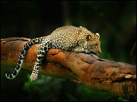 Encyclopaedia of Babies of Beautiful Wild Animals: Leopards amazing ...