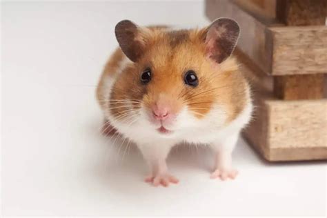 Hamster Behaviour Explained Burgess Pet Care