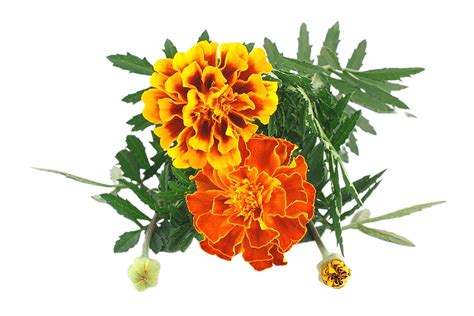 Marigold Flower Png Transparent Background 29711333 Png