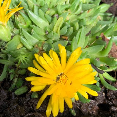 Delosperma Nubigenum Yellow Ice Plant In Gardentags Plant Encyclopedia