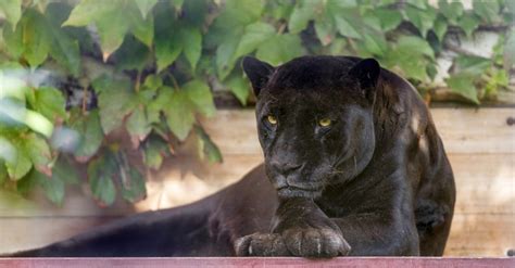 2048x1376 Wild Cat Wildlife Panther Black Panther Baby Animals Cubs