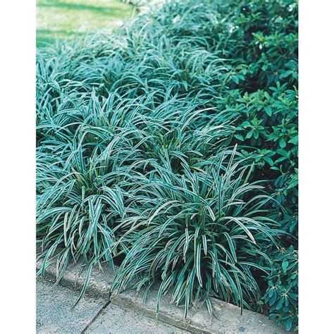 1 Quart Variegated Mondo Grass In Pot L3610 In The Ground Cover Department At