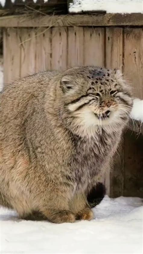 Pallass Cats Keep Their Feet Warm By Standing On Their Tails