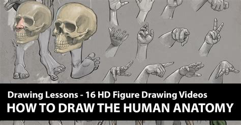 How To Draw A Anatomy