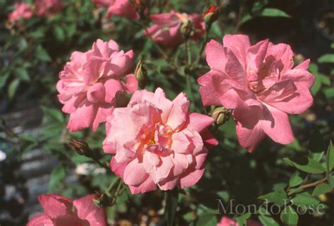 Rosa Old Blush Clb 1752 Mondorose E Fiori