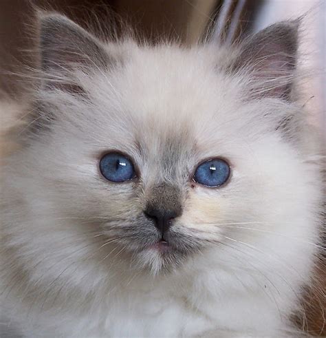 The board is watched closely for content. Ragdoll Cute Cats | Cute Cats