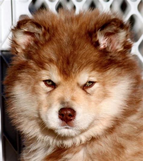 I Want One Soo Bad Giant Red Alaskan Malamute Puppy Animals