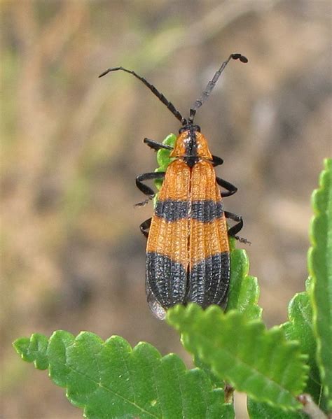 Bug Eric A Beetle Mimicry Complex