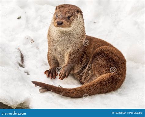 Cute Otter Sitting In Snow Stock Image Image Of Snow 137326551