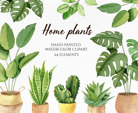 Boho House Plant Clipart And Flower Pot Png Watercolor Indoor Etsy