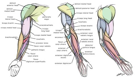 Muscles of anterior (flexor) compartment of arm, their origin, insertion, action/s and nerve supply are as follows superior ulnar collateral branch of brachial artery. Arm Anatomy Diagram for Artists by robertmarzullo on ...