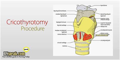 Cricothyroidotomy Anatomy