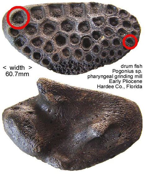 Sw Florida Beach Fish Tooth Bone Fossil Fossil Id The Fossil Forum