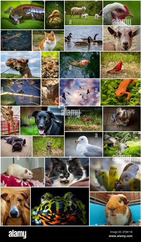 Large Collage Including Pets Zoo Wildlife And Farm Animals Stock Photo