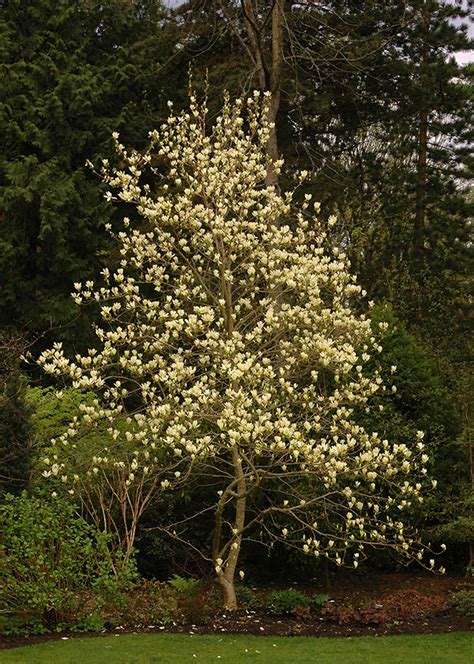Magnolia Elizabeth Landscape Plants Oregon State University
