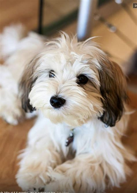 Best 25 Cute Small Dog Breeds Ideas On Pinterest Good
