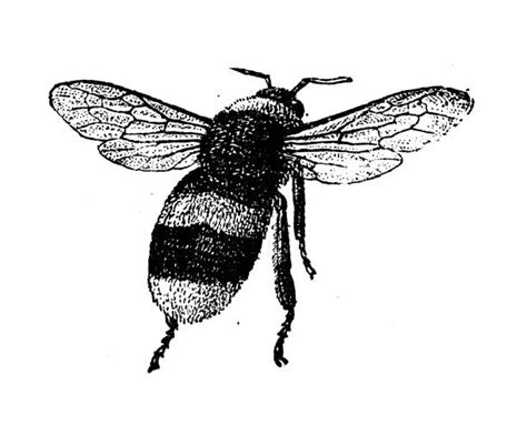 Black And White Bumble Bee Illustrations Royalty Free Vector Graphics