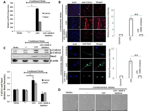 Exogenous Mmp 8 Regulates The Expression Of Col1 A1 And αsma In Lx 2