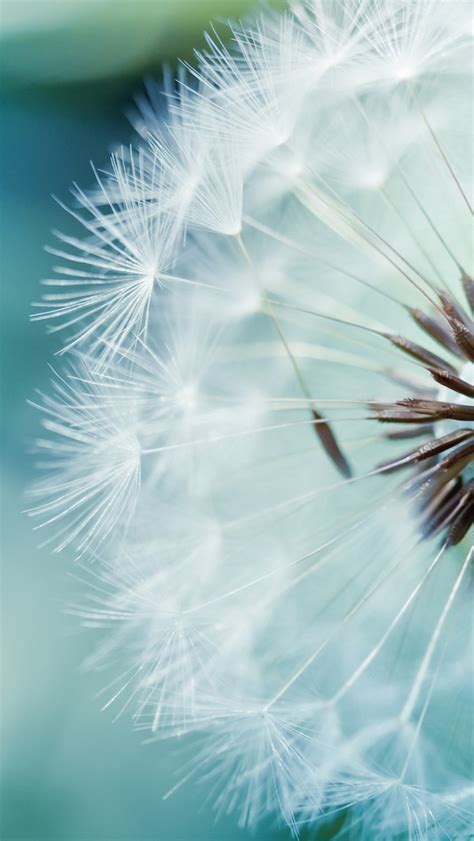 Dandelion Flower Iphone Wallpapers Free Download