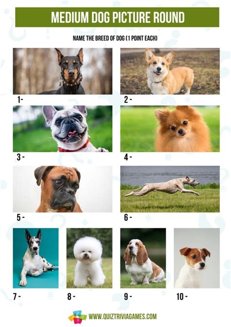 Printable Picture Quiz Dog Breeds Pub Quiz Picture Round Dog Breed