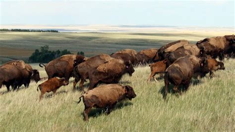Native Tribes From Canada Us Sign Treaty To Restore Bison To Great