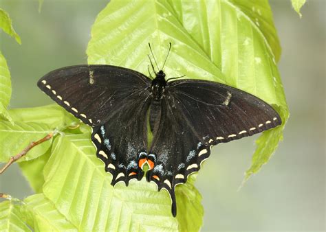 Appalachian Tiger Swallowtail Alabama Butterfly Atlas