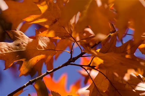 Autumn Leaves Free Stock Photo Public Domain Pictures