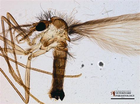 Lutzomyia Sp Flies Monster Hunter S Guide To Veterinary Parasitology