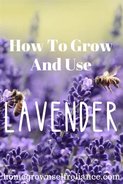 Growing And Using Lavender Homegrown Self Reliance
