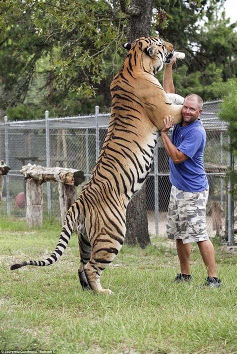 Psbattle Happy Man Bottle Feeding A Large Siberian Tiger