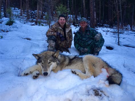 Search, discover and share your favorite wolves hunting gifs. Five Montana Wolf Hunting Tips from Linehan Outfitting Company | Montana Hunting and Fishing
