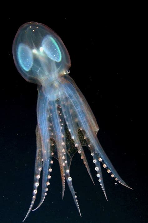 Science Visualized Vitreledonella Richardi The Glass Octopus