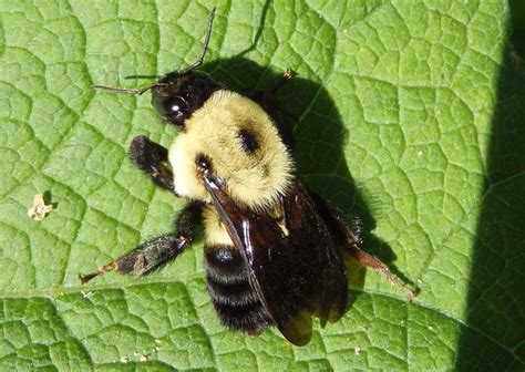 Two Spotted Bumble Bee Alchetron The Free Social Encyclopedia