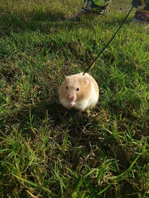 Hamster For A Walk Stock Image Image Of Walk Little 19489825