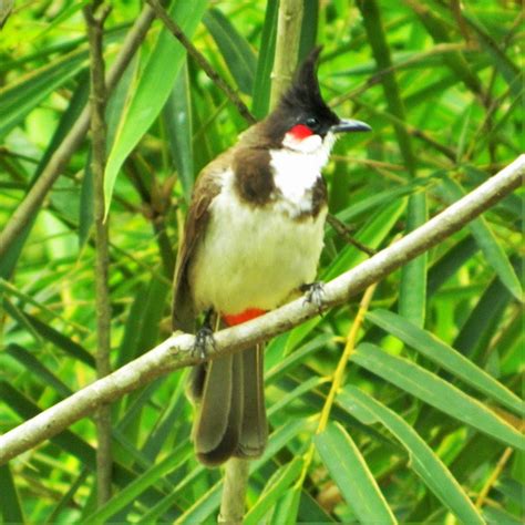 Bird Sanctuaries In Kerala Explore Keralas Natural Beauty